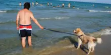 Cane in spiaggia, le regole da conoscere, gli errori da evitare e cosa rischi. La guida