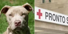 Bimbo di 4 anni aggredito da pitbull: vacanza choc, la verità sui padroni