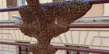 Panico in Italia, uno sciame di 20mila api arriva proprio lì, all’improvviso: immagini spaventose