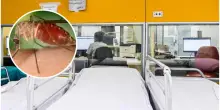 Emergenza West Nile in Italia, un altro morto! Quando compaiono i primi sintomi dopo la puntura