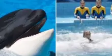 Addestratrice uccisa da un’orca nel parco acquatico, si scopre tutta la verità!