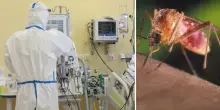“Perché siamo i più colpiti”. Virus West Nile, l’Italia ha più contagi del resto d’Europa: il motivo