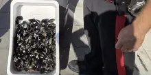 Cozze e frutti di mare venduti in barili sporchi: pericolosi per la salute, sequestrati 113 chili