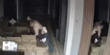 Terremoto in politica, arrestato! Calci e pugni alla compagna davanti alla figlia (VIDEO)