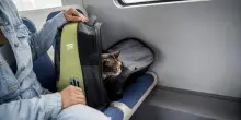 Viaggia col gatto sul treno, quello che le fanno è assurdo: “Miagolava troppo”. Follia