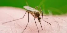 West Nile, una nuova vittima: “Morta in 24 ore, spaventoso”