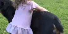 Bimba di due anni aggredita dal cane di famiglia al ritorno dalle vacanze