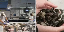 Calamari, cozze e vongole: i trucchi degli esperti per capire se sono davvero freschi