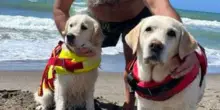Italia, eroi a quattro zampe: Maia e Panna salvano un uomo in mare