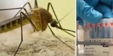 West Nile in Italia, la pessima notizia: ora la situazione si aggrava