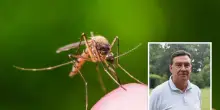 West Nile, un sindaco finisce all’ospedale, incubo in Veneto
