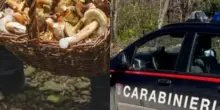 Cercatore di funghi sbranato da animali: tragedia in Italia, la comunità sotto shock