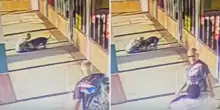 Donna morde al collo un Pitbull per salvare il suo cagnolino
