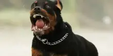Cane azzanna e uccide una bambina di un mese: i genitori “sapevano tutto”