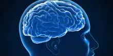 Cervello, scoperta italiana rivoluzionaria: ecco la proteina che accende memoria e apprendimento