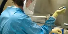 Allarme virus in Italia, boom di casi! Ospedali sotto pressione