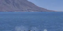Portogallo, branco di orche affonda uno yacht turistico