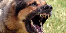 Orrore in Italia, cane di famiglia morde al volto il bimbo di 3 anni
