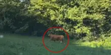 Terrore in Italia, toro scappa dal macello. Dove lo stanno cercando, proprio lì