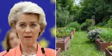 L’Europa vieta queste piante: attenzione multe fino a 50.000