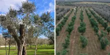 Salento, torna la xylella: “Colpa anche del cambiamento climatico”