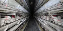 Pericolo Aviaria, condizioni shock in allevamento di galline in Lombardia: denunciato ai carabinieri da Food for Profit