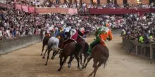 Palio di Siena 16 agosto 2025, i cavalli e le relative contrade: tutte le assegnazioni