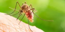 West Nile, sesta vittima nel Lazio: morta a Latina una donna di 83 anni
